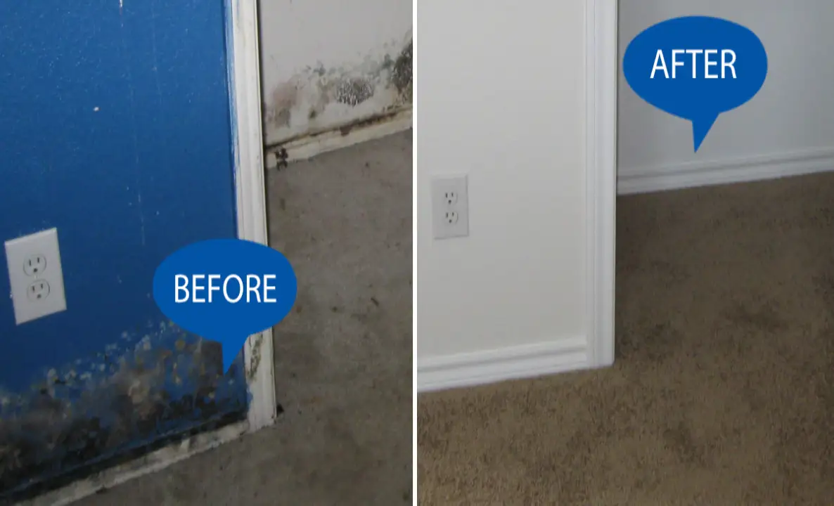 Mold Isnpection