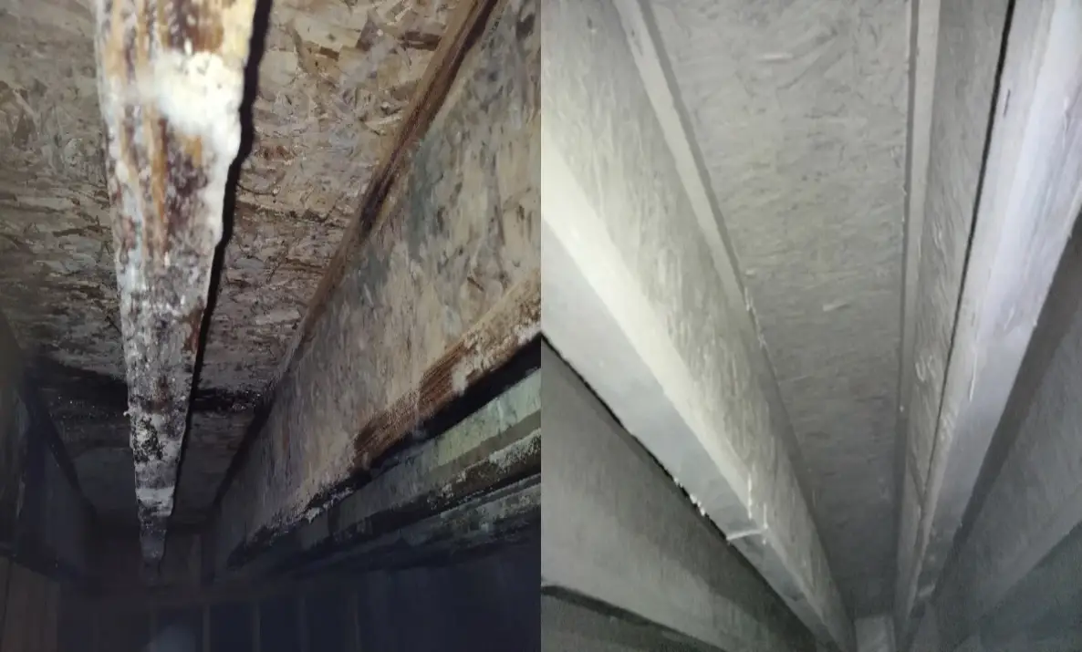 Mold Damage Remediation